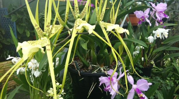Orchid Paradise Picture 2
