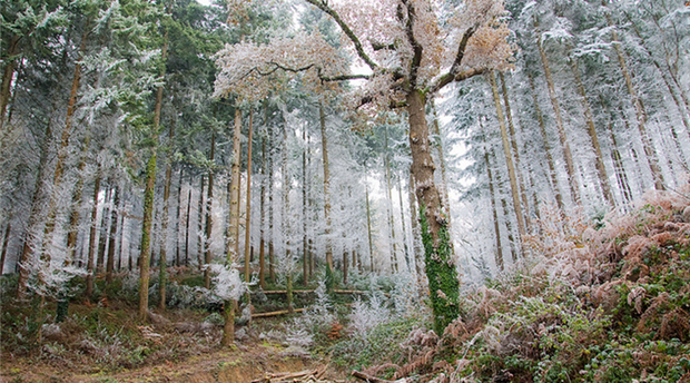 Stoke Woods, Exeter Picture 1