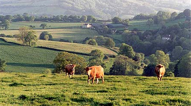Blackdown Hills AONB Picture 1