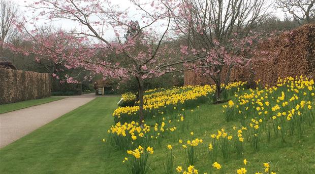 RHS Garden Rosemoor Picture 4
