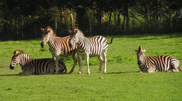 Porfell Wildlife Park Picture 2