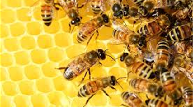 Blackbury Honey Farm Picture 1