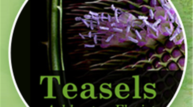Teasels Ashburton Florist Picture 1