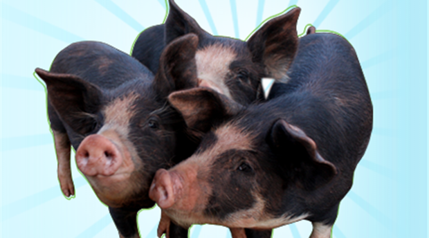 West Town Farm Meat Picture 1