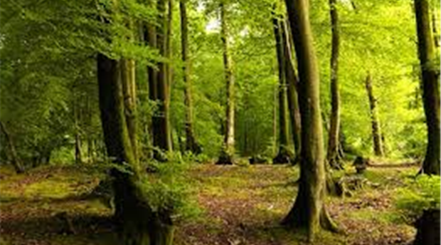 Devon's Landscape Fun Fact Picture 1