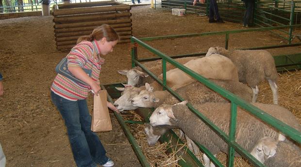 Big Sheep Picture 4