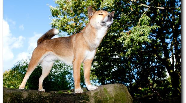 Exmoor Zoo Picture 4