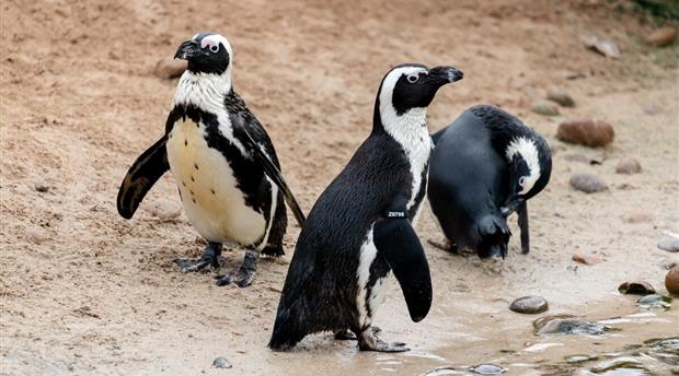 Living Coasts Zoo and Aquarium Picture 6