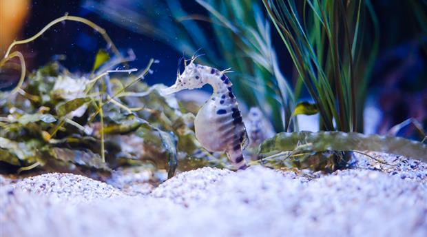 Living Coasts Zoo and Aquarium Picture 7