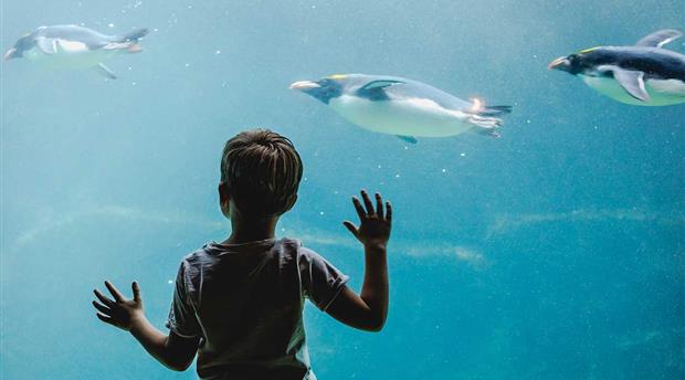 Living Coasts Zoo and Aquarium Picture 1