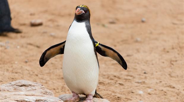 Living Coasts Zoo and Aquarium Picture 2