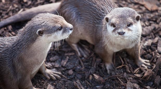 Living Coasts Zoo and Aquarium Picture 4
