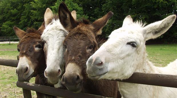 Tamar Valley Donkey Park & Sanctuary Picture 1