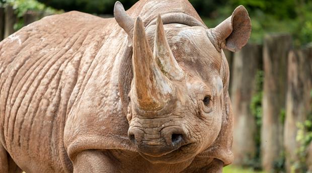 Paignton Zoo Environmental Park Picture 5