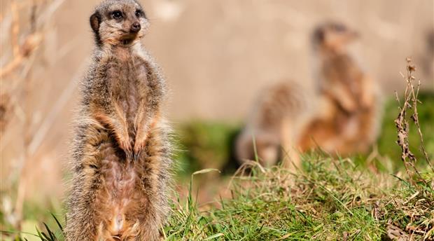 Paignton Zoo Environmental Park Picture 8