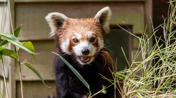 Paignton Zoo Environmental Park Picture 1