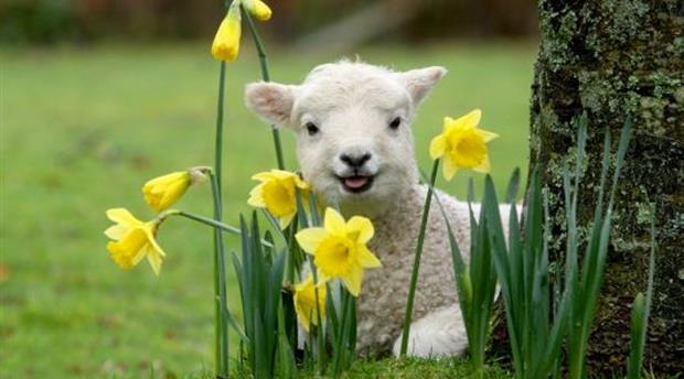 Pennywell Farm Picture 1