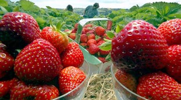 Shute Fruit and Produce Picture 1