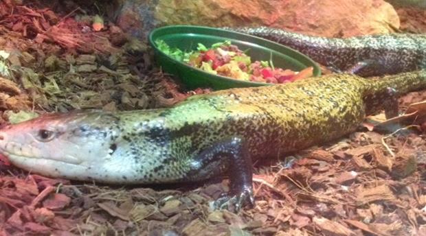 A Tried-and-True Visit to Paignton Zoo Picture 2