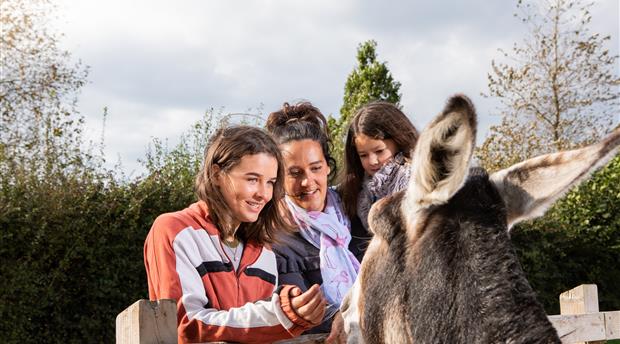 The Donkey Sanctuary Picture 1
