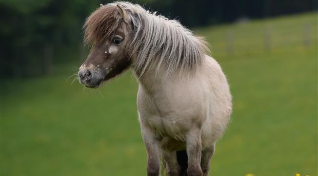 The Mare and Foal Sanctuary Picture 1