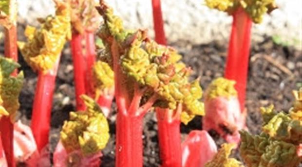 Rhubarb Jam with Ginger Picture 1