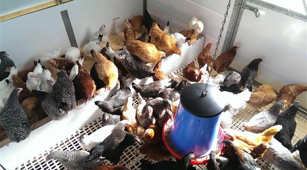 Taylor Made Poultry Picture 1