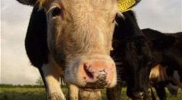 Oakcroft Farm Produce Picture 1