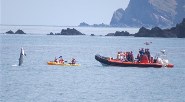 Ilfracombe Sea Safari Picture 1