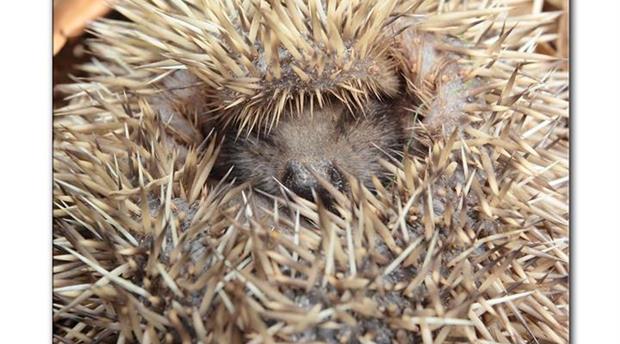 5 Top Wet Weather Attractions in Devon Picture 2