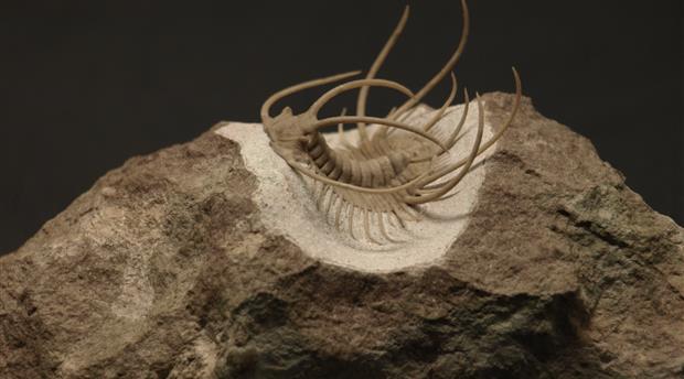 Dinosaurland Fossil Museum Picture 1