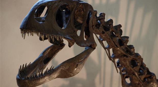 Dinosaurland Fossil Museum Picture 3