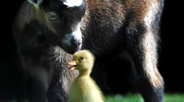 Totnes Rare Breeds Farm Picture 4