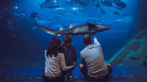 National Marine Aquarium Picture 2