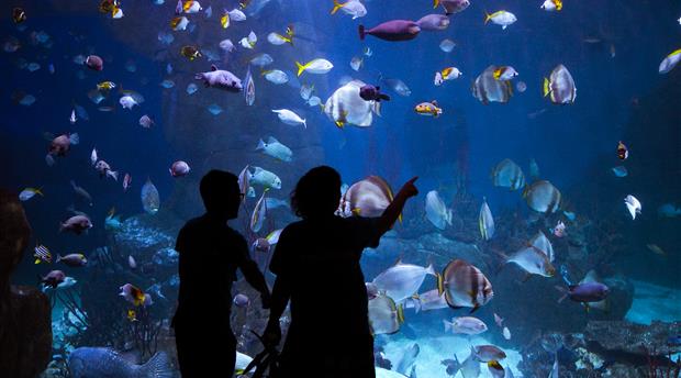 National Marine Aquarium Picture 4