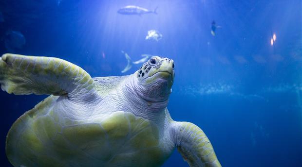 National Marine Aquarium Picture 3