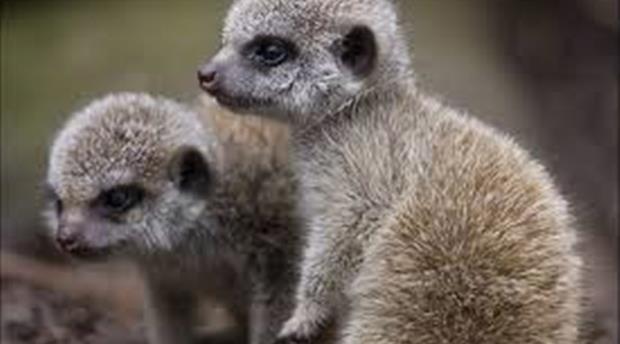 Shaldon Zoo Picture 2