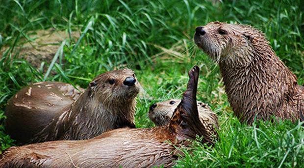Dartmoor Otter & Butterfly Sanctuary Picture 1