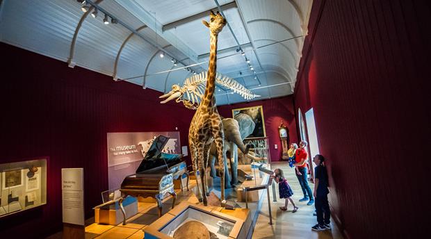 Royal Albert Memorial Museum & Art Gallery (RAMM) Picture 1
