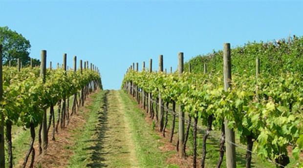 Sharpham Wine and Cheese Picture 2