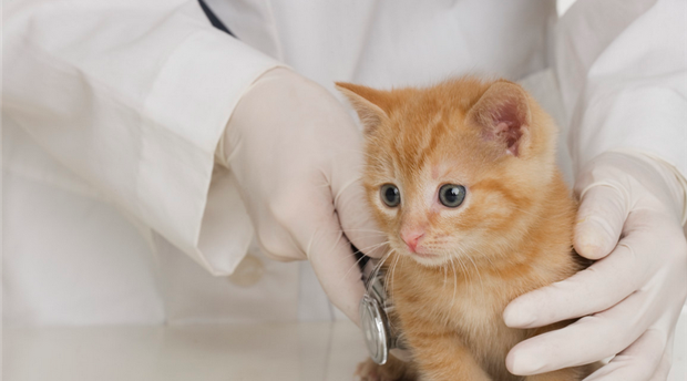 Bideford Torbridge Veterinary Hospital Picture 1