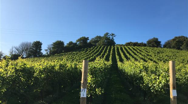 Old Walls Vineyard - Bistro & Luxury Lodges Picture 1