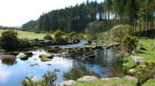 Bellever Forest, Dartmoor Picture 1