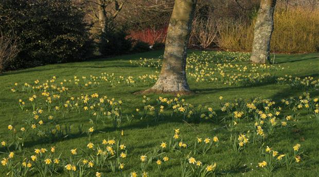RHS Garden Rosemoor Picture 3