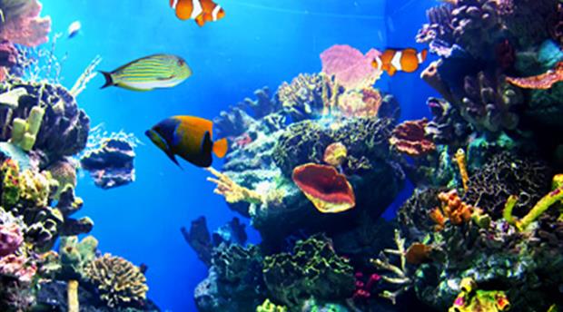 Ilfracombe Aquarium Picture 2