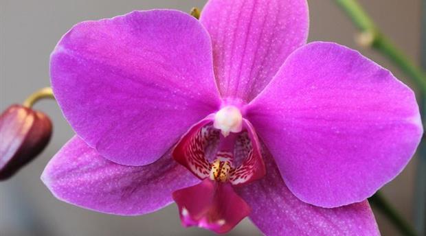 Orchid Paradise Picture 1