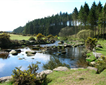 Bellever Forest, Dartmoor Picture