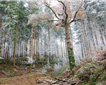 Stoke Woods, Exeter Picture