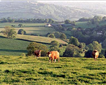 Blackdown Hills AONB Picture