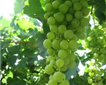 Eastcott Vinyard Picture